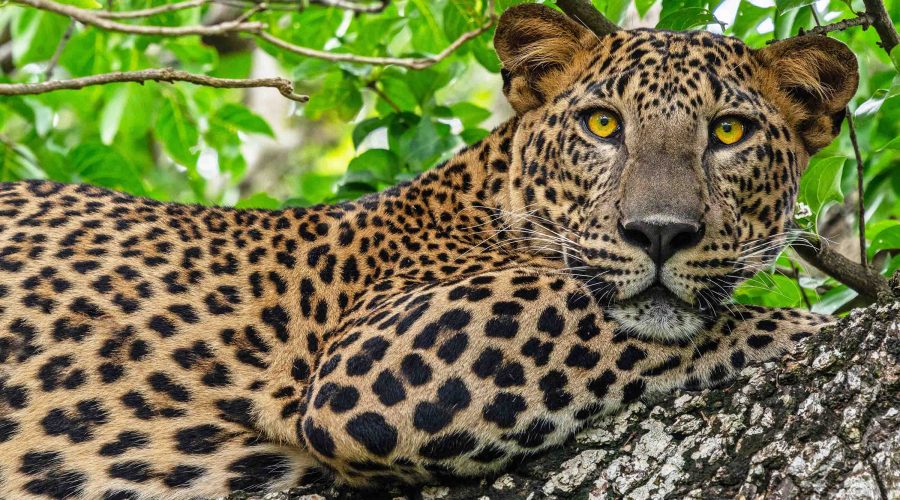LEOPARD_YALA_NATIONAL-PARK