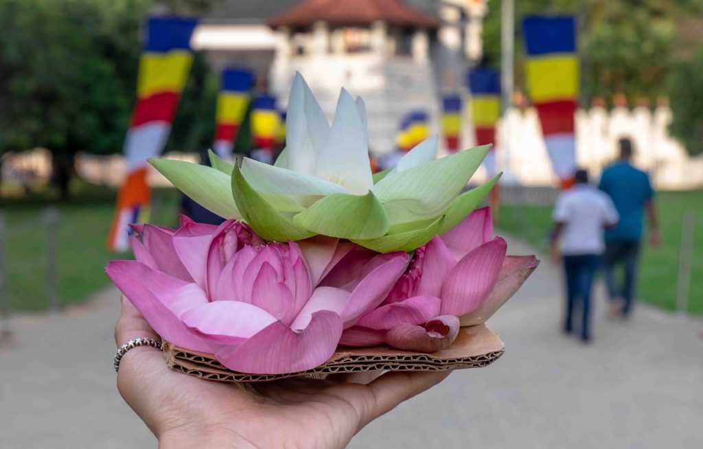 The lotus in unspecific woman hand for the respect for buddhist in Temple of the tooth