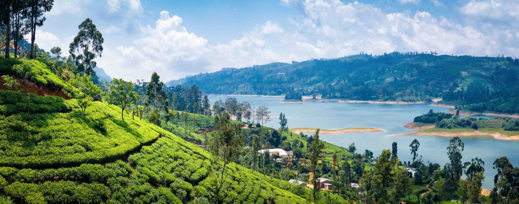 Beautiful view on tea plantation near Nuwara Eliya, Sri Lanka