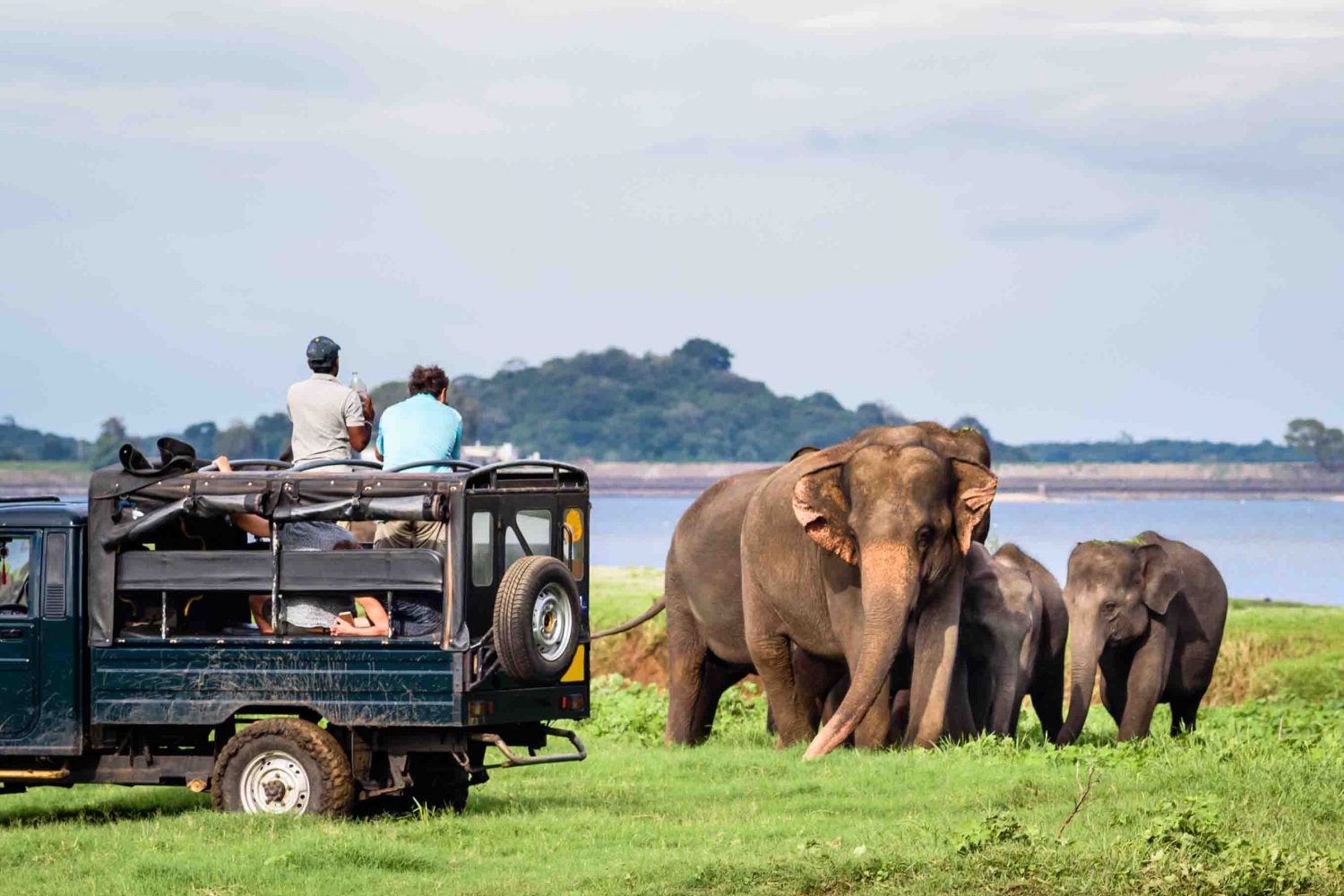 Minneriya, Sri Lanka - Mother asian elephant protects here baby elephants from tourist safari jeep in Minneriya National park near Kaudulla park and Dambulla in Sri Lanka.