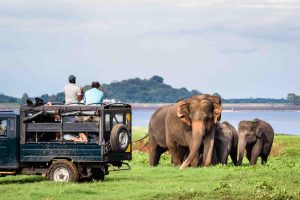 Minneriya, Sri Lanka - Mother asian elephant protects here baby elephants from tourist safari jeep in Minneriya National park near Kaudulla park and Dambulla in Sri Lanka.