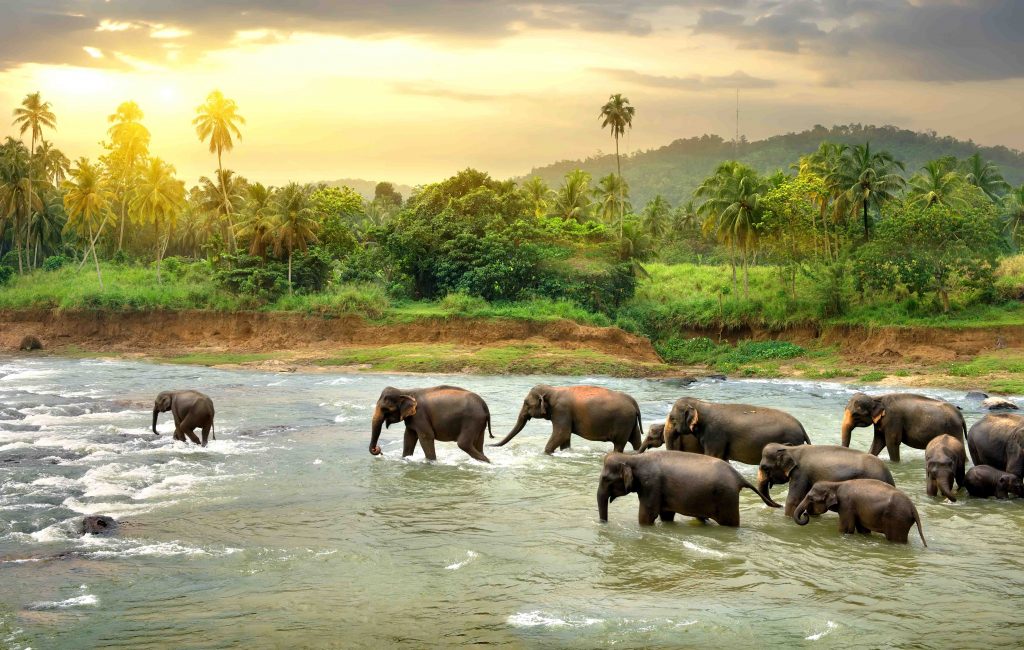 A majestic herd of Sri Lankan elephants wading through a tranquil river at sunrise, surrounded by lush tropical greenery and towering palm trees.