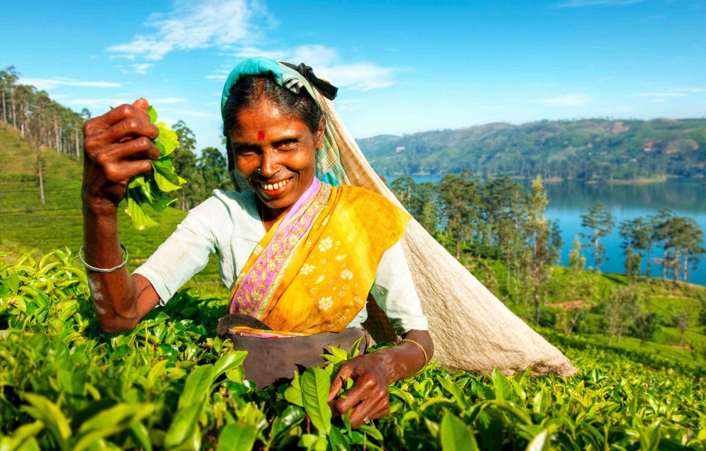 A smiling Sri Lankan tea plucker, dressed in a vibrant traditional saree, carefully harvesting fresh tea leaves in the lush green tea plantations of Nuwara Eliya. 